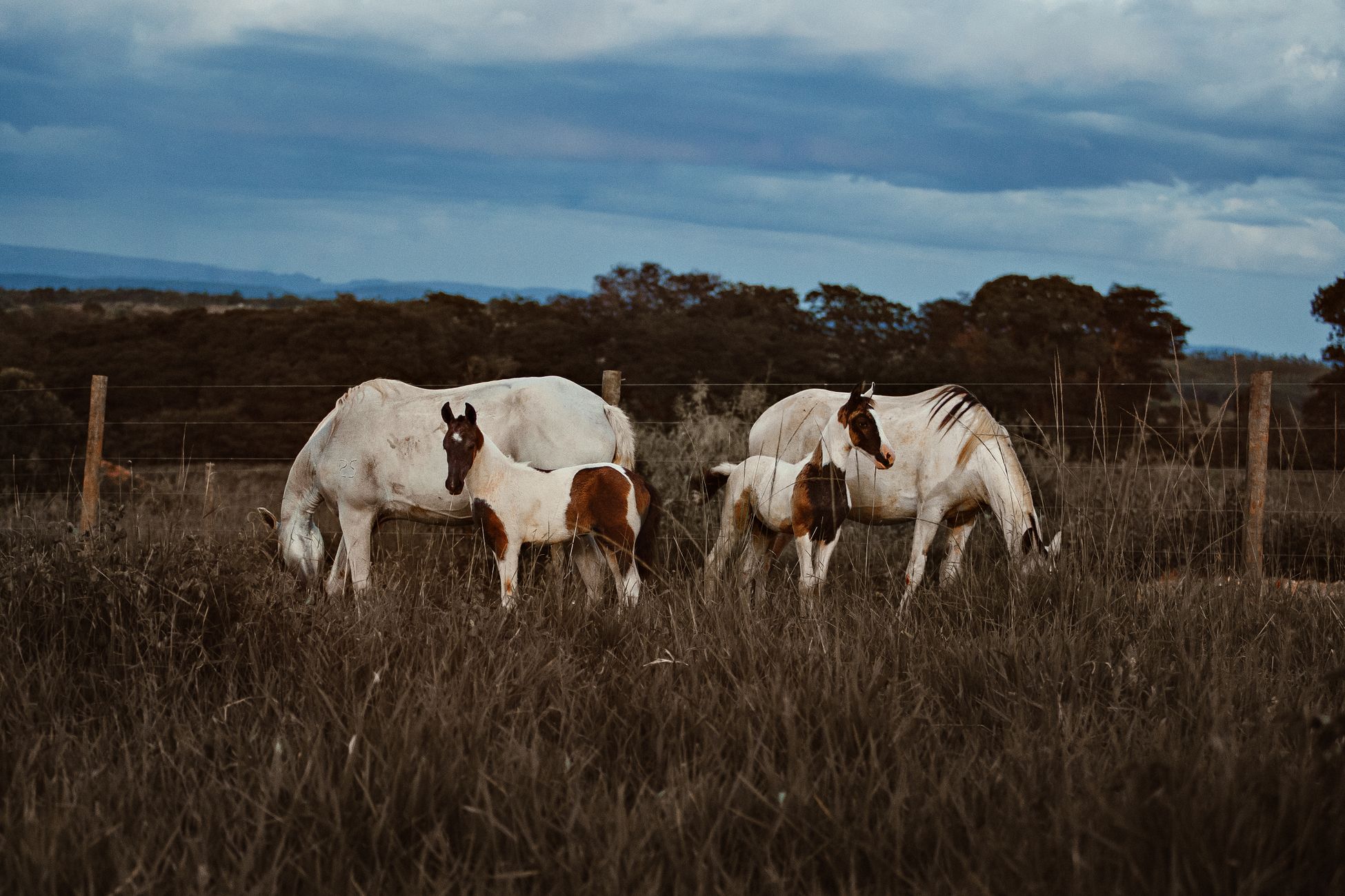Mares and foals on the Oklahoma prairie