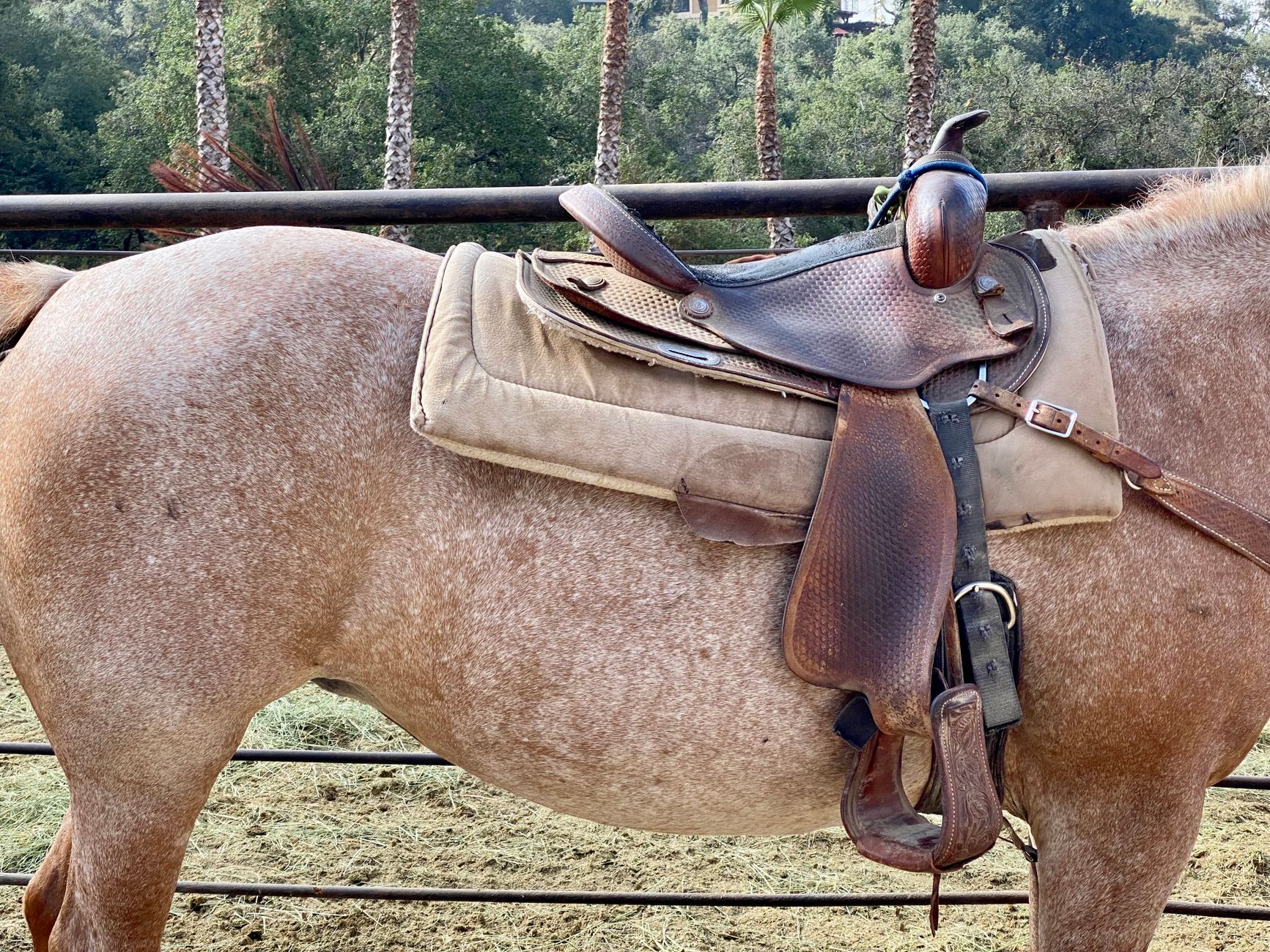 Tooled Western saddle on a horse